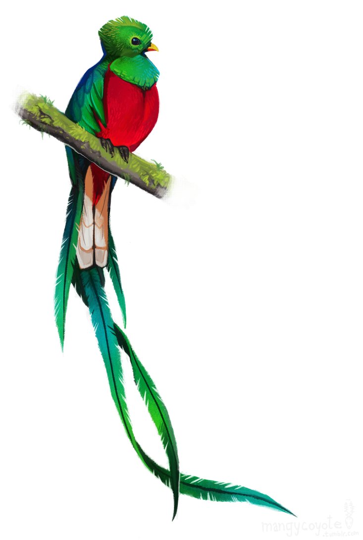 http://www.heromachine.com/wp-content/legacy/forum-image-uploads/dicicatriz/2014/04/Quetzal_1.jpg