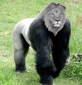 Gorillion.jpg