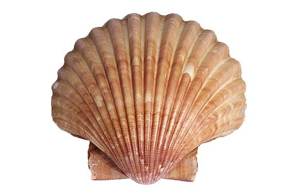 scallop_shell_jpg.jpg