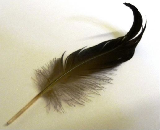 feather2.PNG