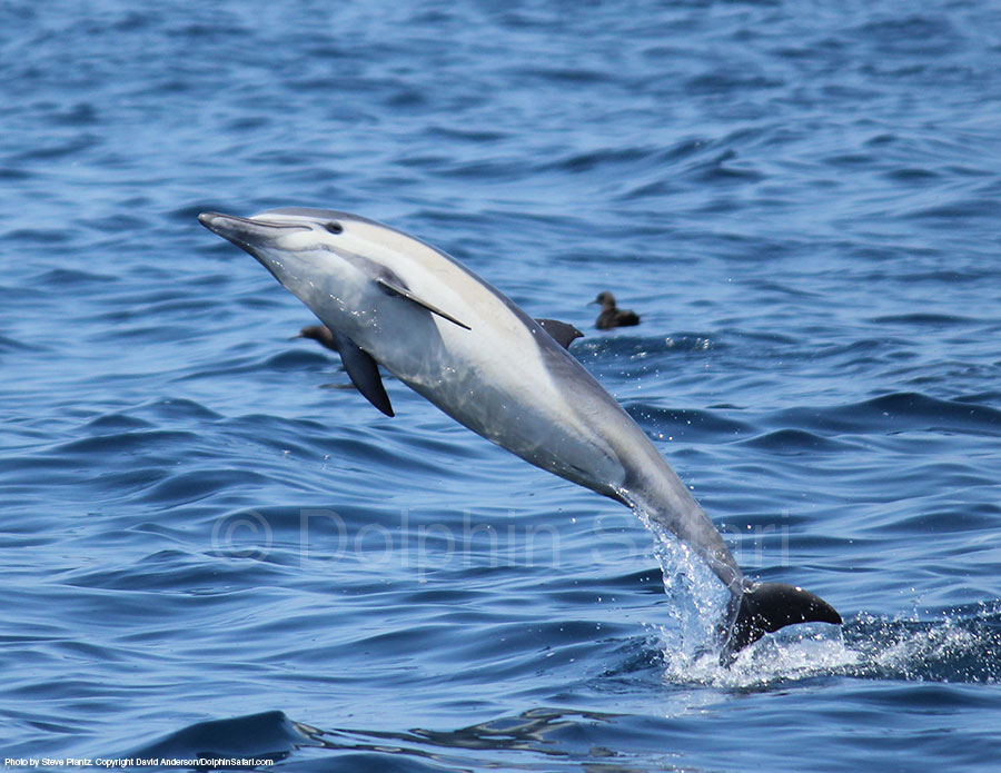 5-5-12-common-dolphin-3-copyright-dolphin-safari.jpg 5-5-12-common-dolphin-3-copyright-dolphin-safari.jpg