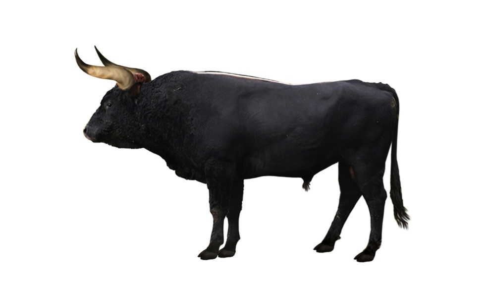 Aurochs_reconstruction.jpg Aurochs_reconstruction.jpg