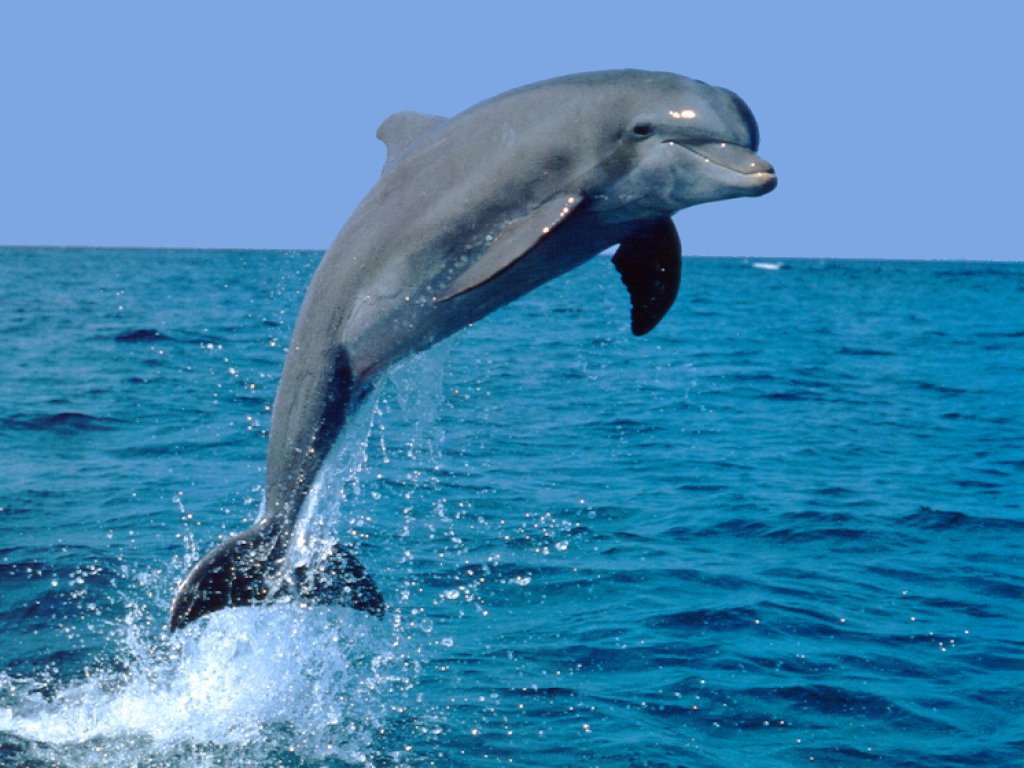 Dolphin.jpg Dolphin.jpg