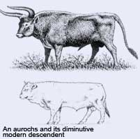 aurochs-1.jpg aurochs-1.jpg