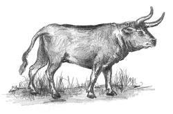 aurochs.jpg aurochs.jpg