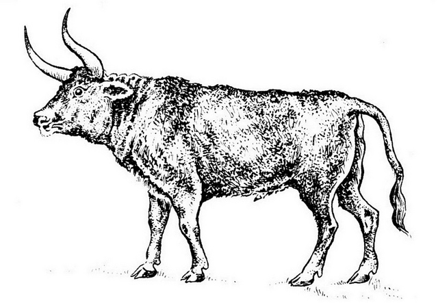 aurochs5639567351_2e031caab8_z.jpg aurochs5639567351_2e031caab8_z.jpg