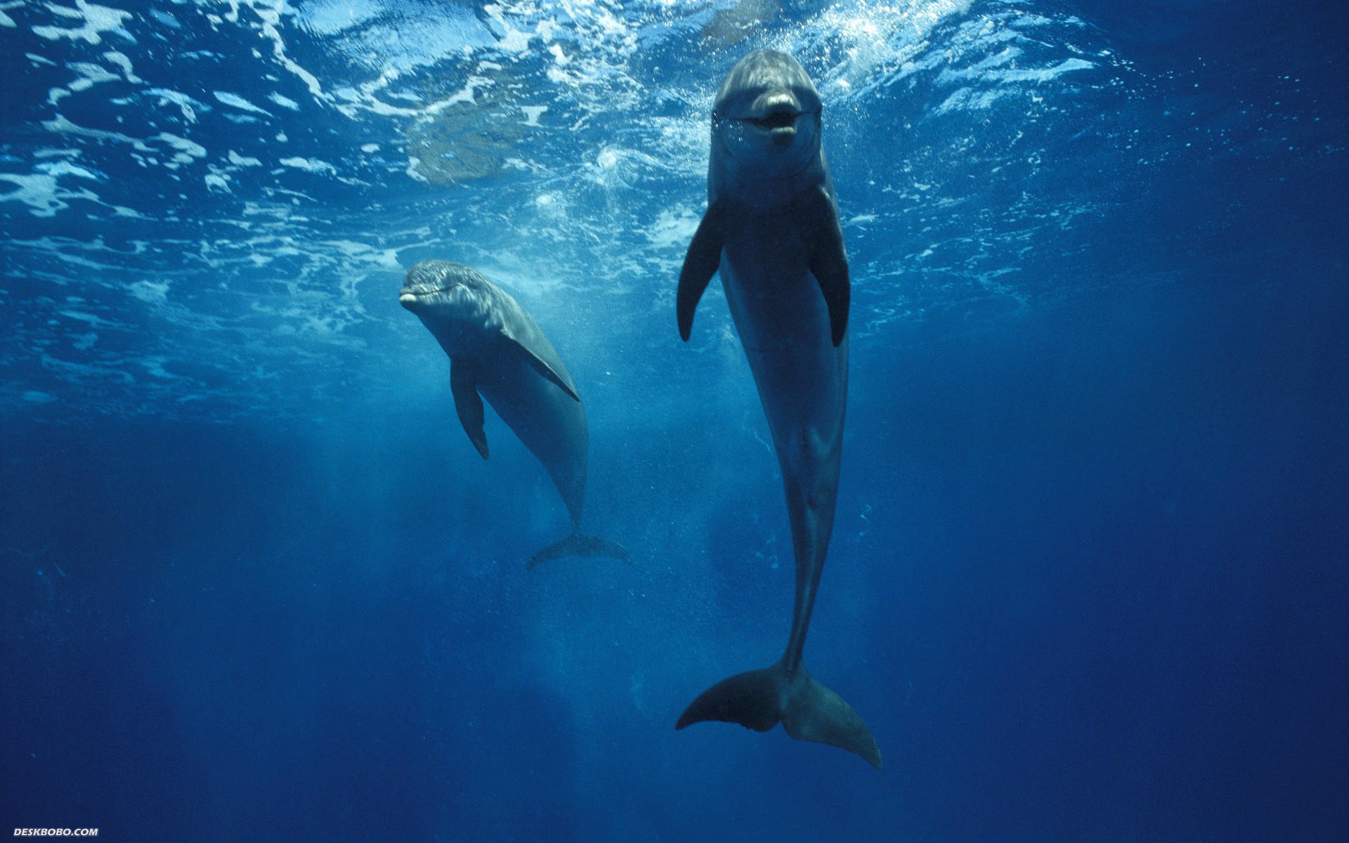 dolphins_1920x1200_278-wide.jpg dolphins_1920x1200_278-wide.jpg