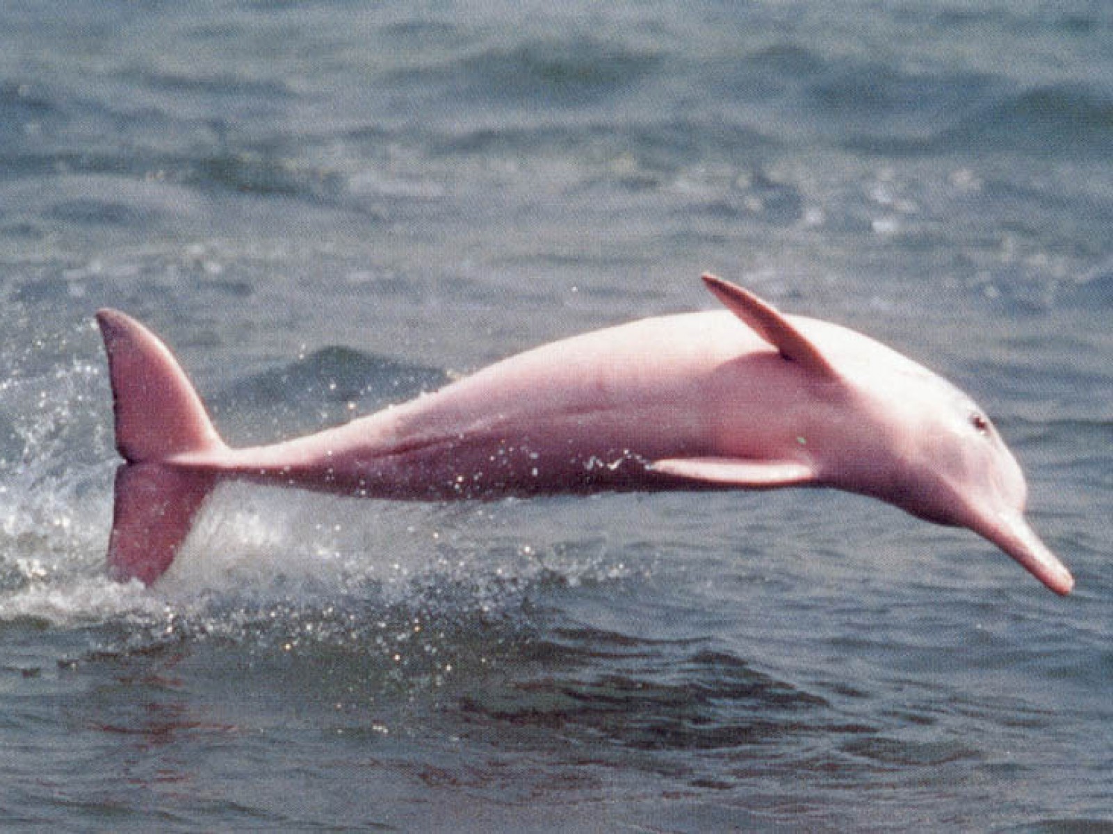 pink-dolphin-jumping.jpg pink-dolphin-jumping.jpg