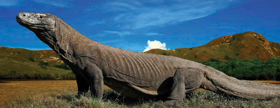 komodo-komono.png komodo-komono.png