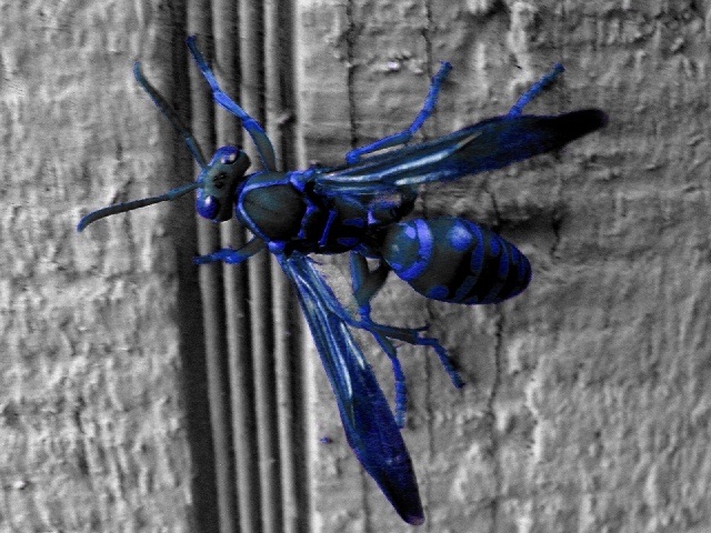 blue-wasp-1.jpg blue-wasp-1.jpg